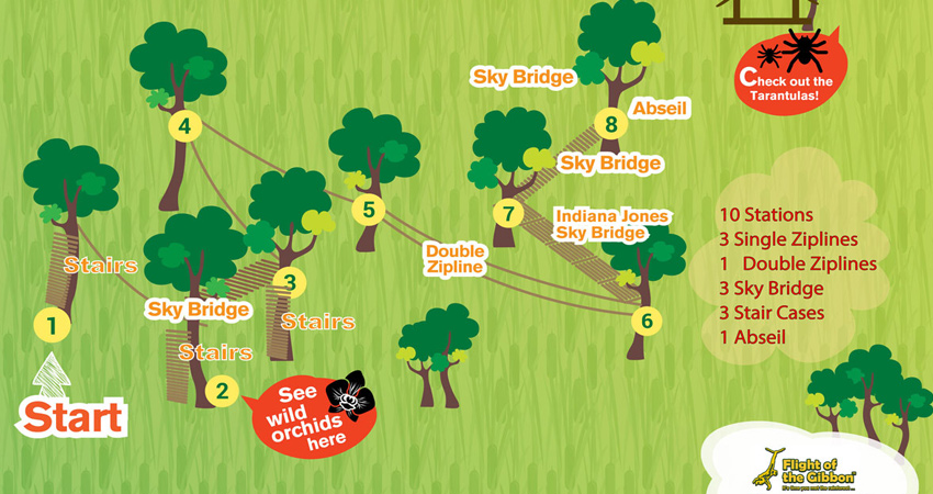 Flight of Gibbon at Angkor Wat