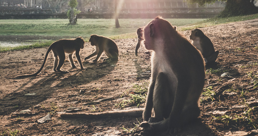 Angkor Wat Sunrise and Temples from Siem Reap Small-Group