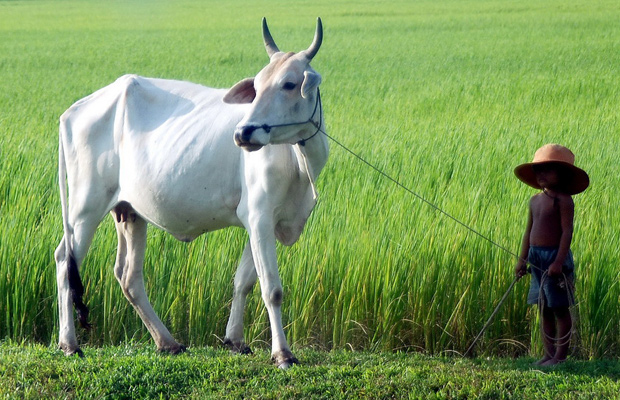 Green Challenger 14Days-13Nights